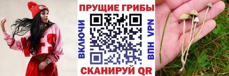 Галлюциногенные грибы GOLDEN TEACHER Хвалынск